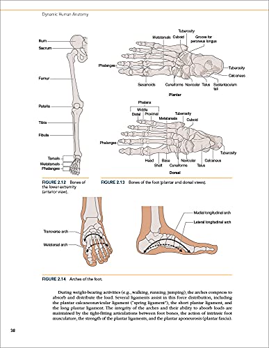 Dynamic Human Anatomy [Paperback] Whiting, William C.